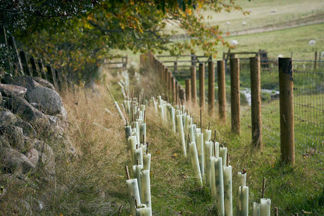 Native country hedging