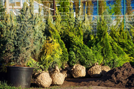 Rootballed hedging