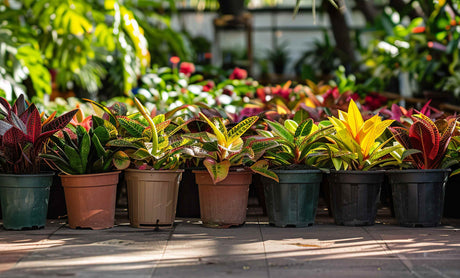 Shrubs & Ground Cover